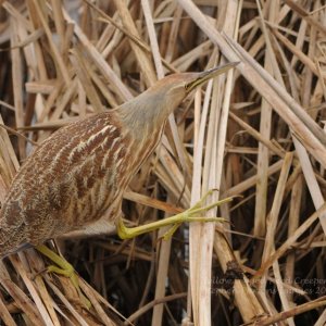 Bittern DSC 2174