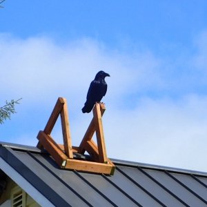 Petersburg 2016 - Raven.  P8170089