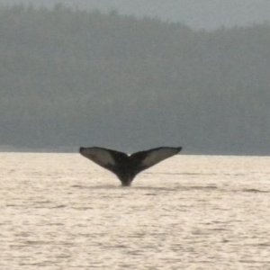 Humpback whale in Frederick Sound - 01