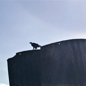 Bald Eagle sitting on pylon near Discovery Marina Campbell River
