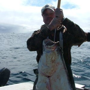 2011 Newport, OR Halibut  52\"