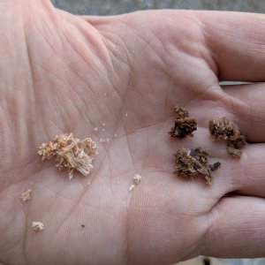 Drillbit shavings from exploratory holes down into the transom from the top. Wet, rotten balsa core from upper 2" below the transom cap (right) and dry balsa from ~3" below the transom cap (left).