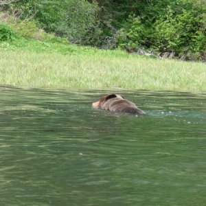 water bear