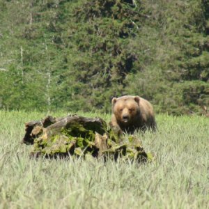 Media 'Grumble Bear Red Bluff Bay' in album 'Ready to leave in morning 4-14-12'