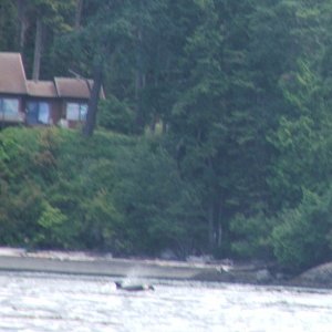 (c-dancer) Another orca whale pic