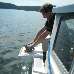 (Jeff and Diane) Jeff\'s Crabs