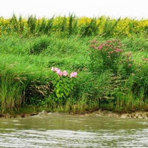 wildflowers along the canal