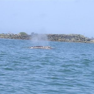Grays off Crescent City