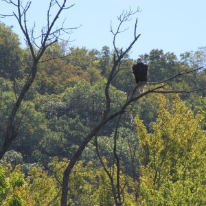 Eagle on Miss. R. near Guttenberg, Ia.