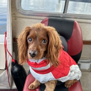 Media 'BoatBuddy' in album 'Grandson enjoying a sunny day cruise!'