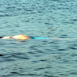 (Pat Anderson) Unidentified Marine Mammal (actually it is Bill Fiero)