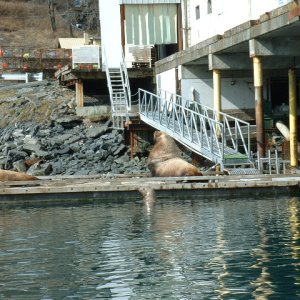 (416rigby) Stellar Sea Lions