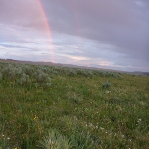 Rainbow in Hayden Valley