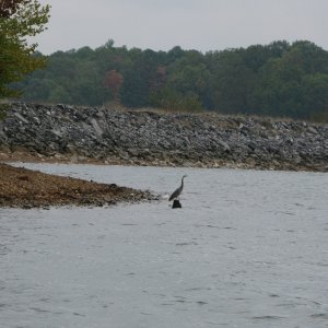 We drove to KY Dam Marina on Thursday 10/16/08, the first day of fall break.  There were clouds and light rain for much of the drive....perfect C-Dory weather.  Our heater worked fine so we started up river.  The wildlife started immediately with this bird just outside the marina.