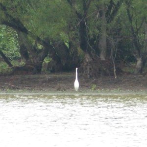 Another of the many beautiful birds we would see throughout the trip.