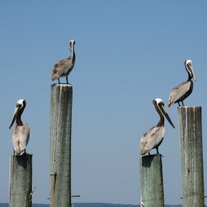 Cruising company