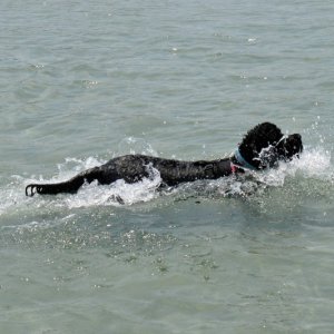Media 'Our Portuguese Water Dog in her element' in album '1st Launch'
