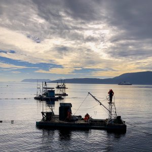 Media 'reefnetters' in album 'Chuckanut Bay, WA'