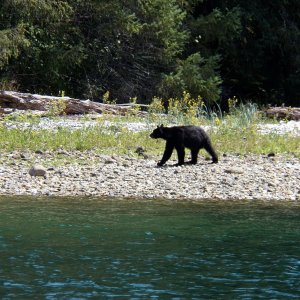 I headed for Deserted Bay on the Deserted River near a place marked "Ruins."  I saw this guy on the way.