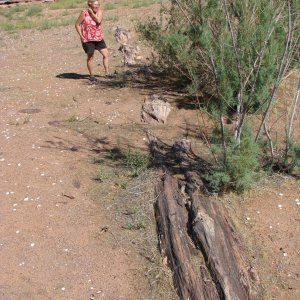 Media 'Petrified Trees at Four Mile Canyon' in album 'Sharon Skiing in Oak Bay'