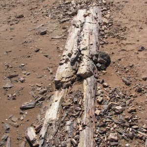 Petrified wood