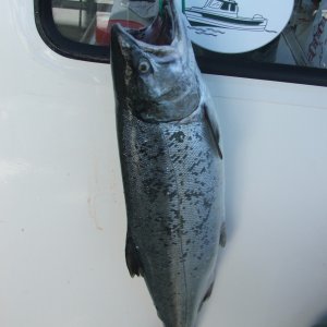 Media '7 lb Coho-Edmonds-Sep 2009' in album 'Sunset Magazine - Sep 2009 issue --   That's C-Dancer on the left'