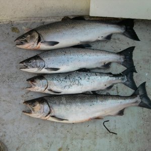 another batch of coho, september 2009