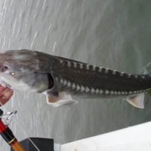 Almost!  Steve's largest sturgeon yet, March 10, 2007