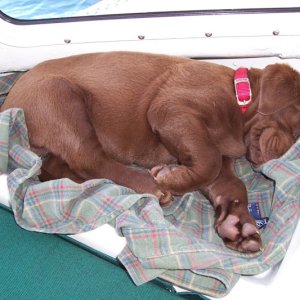 Sleepy little Lab goes fishing sept. 21 06