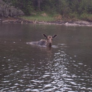 Isle Royale 2007 084