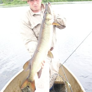 39\" Musky