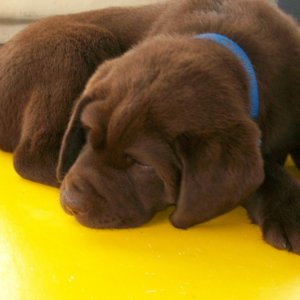 nap