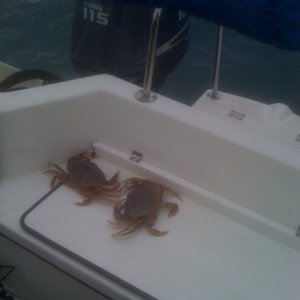 Duelling crabs caught Dec. 1