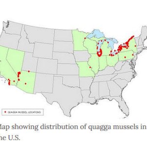 Quagga mussels