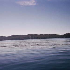 Media 'Whales at Naked Island, Prince William Sound, June 04' in album 'Barrel o Monkeys in Whittier Alaska'