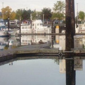 Seals on dock, Cap Santee