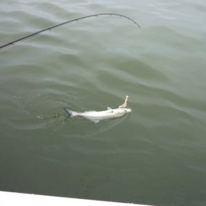 Media 'small bluefish awaiting bucktail removal and release.' in album 'Mr. bluefish up on top looking over the situation'