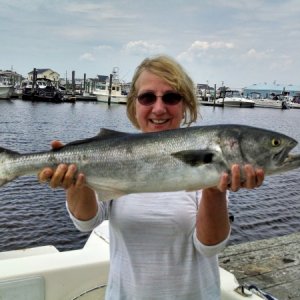 Media 'May 27th 2014 Ginny had the best fish of the day, Near Little Beach Little Egg Inlet N.J.' in album 'Mr. bluefish up on top looking over the situation'
