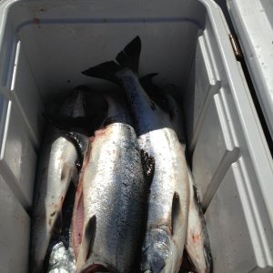 Media 'Loaded fish box!' in album 'James Island - May 2013'
