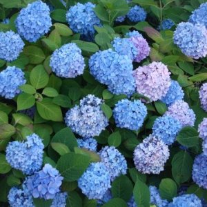 flowers on Block Island