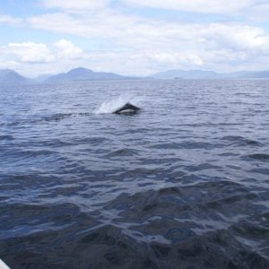 Northbound-DSC06397 Ernest Sound - Dall's Porpoises - A dozen or more of these living torpedoes played around the boat for 15 or 20 minutes. There are reports of these guys hitting 30 knots!  This is a typical breach - they rarely go completely airborne.