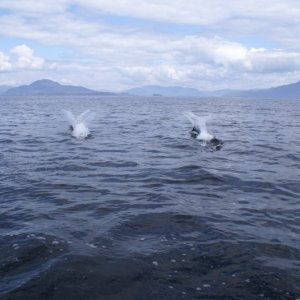 Northbound-DSC06413 Ernest Sound - Dall's Porpoises with a good shot of their characteristic double rooster tails.