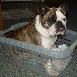 Josie decided to help work on the laundry. Saved her from Bulldog rescue only to have her sneak under a fence and to have drowned in the neighbors pool thinking she could walk across the pool cover, that was a very sad time in our household