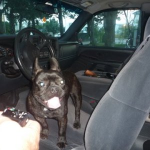 P1030355 On the Island of Ockracoke N.C. this French Bulldog just hopped in my truck he was an absolute stranger. Cute