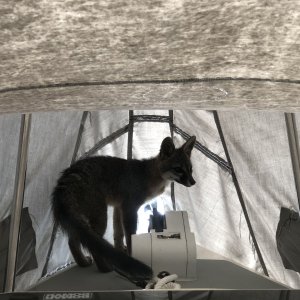 Gray Fox taken up residence 2
