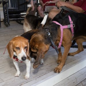 Because of the fun that all of this had this year at Apalachicola, watching the dogs--this is the title photo!