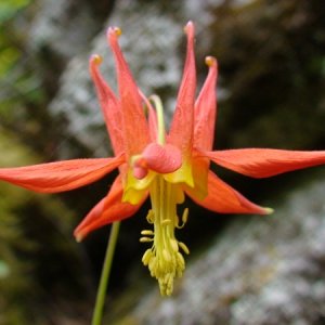 Media 'Awesome wildflowers.' in album 'Klemtu General Store'