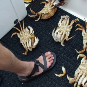 Plenty of crab.