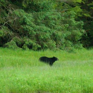 Princess Royal Island Black Bear.  Guess we will have to keep going back till we see the Kermode Bear.