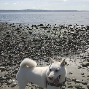 Media 'Second trip on with new boat - Blake Island May ?19. Yuki didn?t see the raccoon. Can you?' in album 'Second trip on with new boat - Poulsbo May ?19'